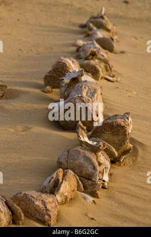 Des fossiles de verterbae lombaire et la queue des baleines Basilosaurus, Wadi Al-Hitan (la Vallée des baleines), Fayoum, Egypte Banque D'Images