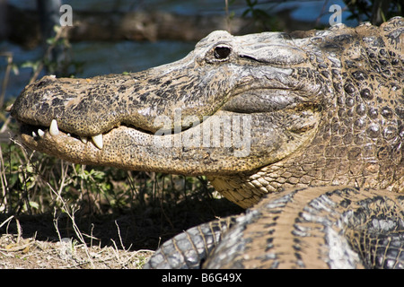 Smiling Aligator le Parc National des Everglades en Floride Banque D'Images