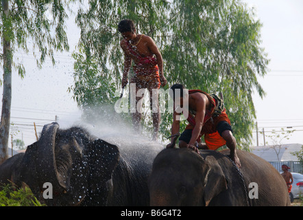 Cornacs obtenir pulvérisé pendant le bain leurs éléphants à l'éléphant le Roundup à Surin Thaïlande Banque D'Images