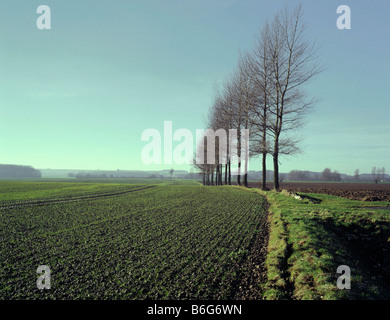 Rangée d'arbres le peuplier blanc (Populus alba) sur les terres agricoles avec les nouvelles céréales semées sur terrain plat à l'Est de l'Angleterre Lincolnshire Wolds Banque D'Images