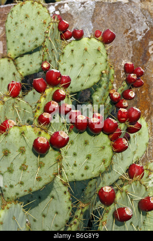 Les montagnes Chiso FIGUIER DE BARBARIE OPUNTIA chisosensis Banque D'Images