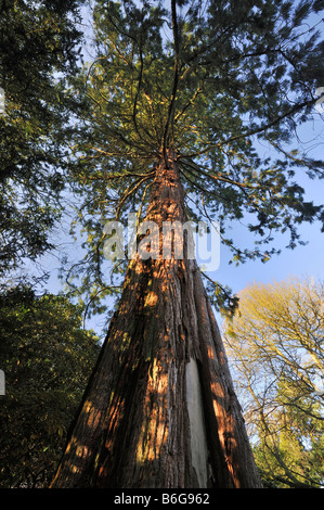 Séquoia géant ou Sequoia Sequoiadendron giganteum Wellingtonia Banque D'Images