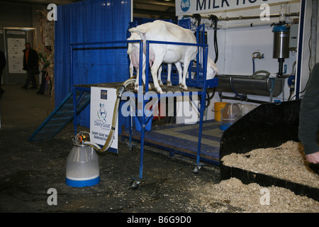 Les moutons être traite avec système de traite automatisé à l'hiver de l'agriculture Banque D'Images