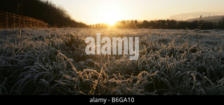 Un très faible chaleureux soleil qui brille sur l'herbe couverte de givre. Banque D'Images