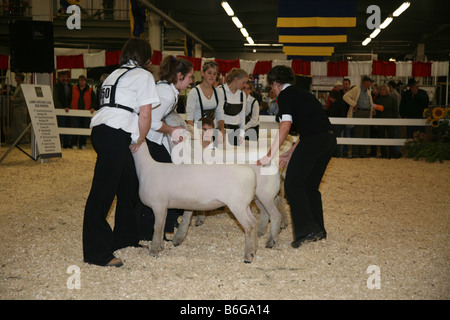 La concurrence des moutons et à en juger à l'hiver de l'agriculture Banque D'Images