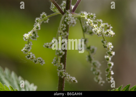 La floraison l'ortie (Urtica dioica) Banque D'Images