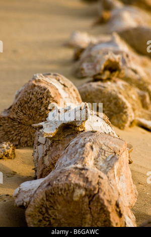 Détail de combustibles d'verterbae lombaire et la queue de baleine Basilosaurus, Wadi Al-Hitan (la Vallée des baleines), Fayoum, Egypte Banque D'Images