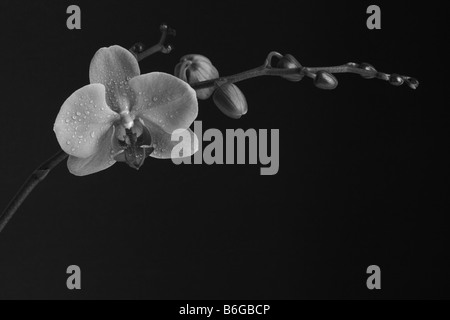 Image en noir et blanc d'une orchidée fleur sur fond noir Banque D'Images