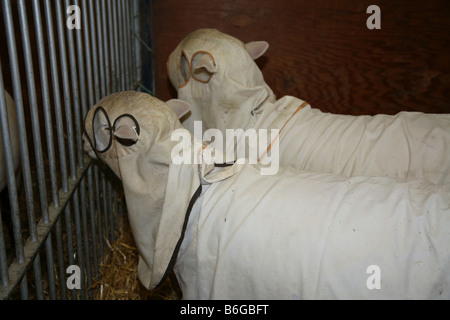 La concurrence des moutons et à en juger à l'hiver de l'agriculture Banque D'Images