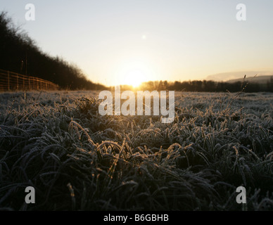 Un très faible chaleureux soleil qui brille sur l'herbe couverte de givre. Banque D'Images