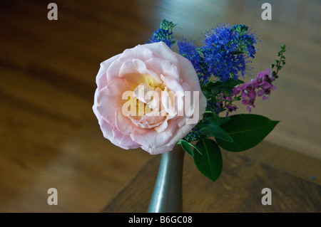 Bourgeon de rose blanche Banque D'Images