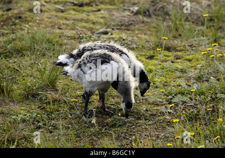 Branta leucopsis Bernache nonnette, oison dans la toundra. L'Arctique, l'île de Kolguev, mer de Barents, la Russie. Banque D'Images