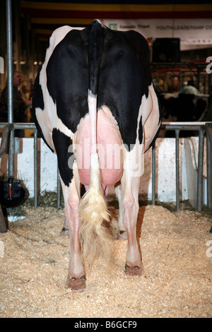 Vache Holstein avec un plein dans son étal Banque D'Images