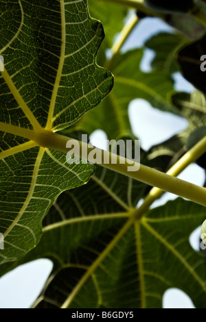 Feuilles de figuier (Ficus carica) Banque D'Images