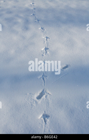 Pistes Wild Turkey Meleagris gallopavo dans la neige en Amérique du Nord Banque D'Images