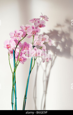 Purple orchid flower close-up Banque D'Images