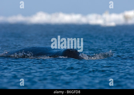 Baleine boréale Balaena mysticetus nage à travers une coupure dans la banquise de la mer de Chukchi au large de Point Barrow en Alaska arctique Banque D'Images