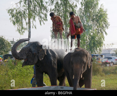 Cornacs obtenir pulvérisé pendant le bain leurs éléphants à l'éléphant le Roundup à Surin Thaïlande Banque D'Images