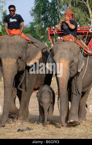 Cornacs et leurs éléphants à l'éléphant le Roundup à Surin Thaïlande Banque D'Images