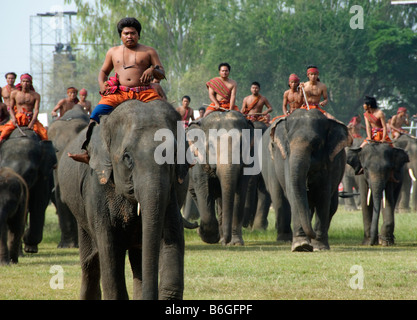 Cornacs et leurs éléphants à l'éléphant le Roundup à Surin Thaïlande Banque D'Images