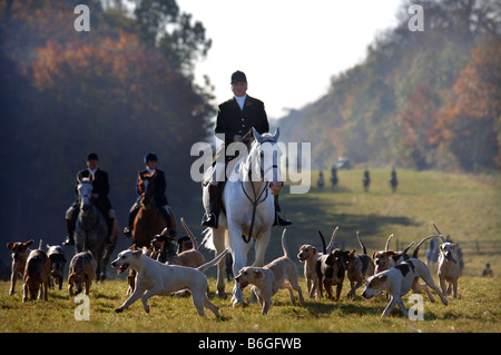 L'APPROCHE DE RECHERCHE DE BEAUFORT UNE RÉUNION À WORCESTER LODGE, PRÈS DE LEUR BADMINTON KENNELS GLOUCESTERSHIRE UK Banque D'Images