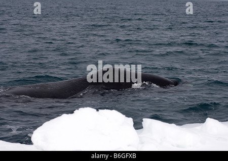 La baleine boréale (Balaena mysticetus) dans un chenal ouvert dans la mer de Chukchi au large de Point Barrow en Alaska arctique Banque D'Images