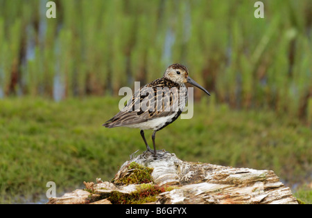 À ventre noir, le chevalier grivelé, Calidris alpina, bécasseau variable, oxeye. L'Arctique, l'île de Kolguev, mer de Barents, la Russie. Banque D'Images