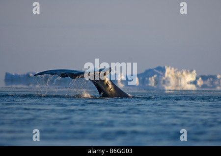 Baleine boréale Balaena mysticetus nage à travers une coupure dans la banquise de la mer de Chukchi Banque D'Images