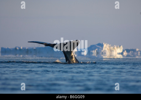 Baleine boréale, Balaena mysticetus, nage adultes grâce à une coupure dans la banquise, mer de Tchoukotka Banque D'Images