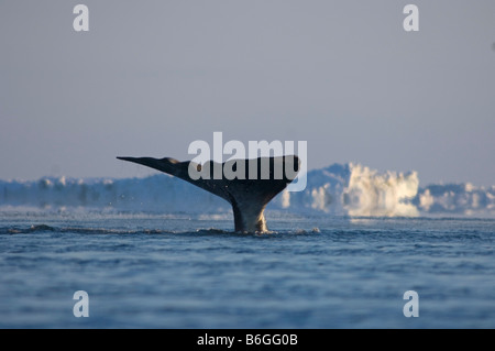 Baleine boréale Balaena mysticetus nage à travers une coupure dans la banquise de la mer de Chukchi Banque D'Images