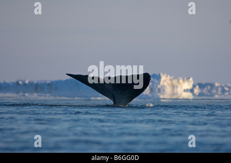 Baleine boréale Balaena mysticetus nage à travers une coupure dans la banquise de la mer de Chukchi Banque D'Images