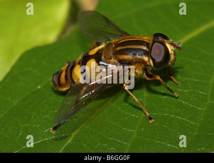 Fly fleur (Helophilus fasciatus) reposant sur une feuille Banque D'Images