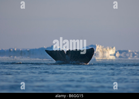 Baleine boréale Balaena mysticetus nage à travers une coupure dans la banquise de la mer de Chukchi Banque D'Images