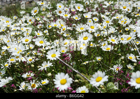 Ox-eye daisies croissant le long de la côte de Fife en Écosse Banque D'Images