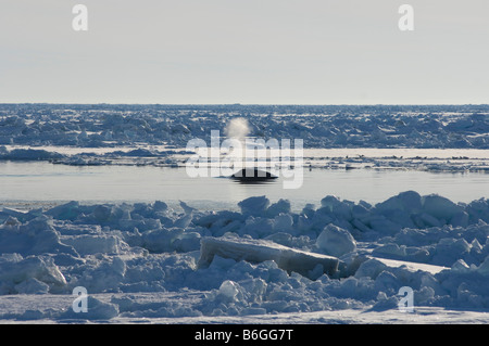 Baleine boréale Balaena mysticetus nage à travers une coupure dans la mer de Chukchi au large de Point Barrow en Alaska arctique Banque D'Images