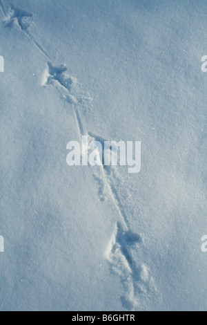 Pistes Wild Turkey Meleagris gallopavo dans la neige en Amérique du Nord Banque D'Images