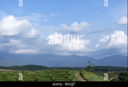 L'aire principale Montagne Titiwangsa au Perak, Malaisie Banque D'Images