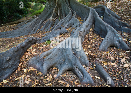 Grosses racines d'un vieux figuier dans Kings Park Australie Occidentale Banque D'Images