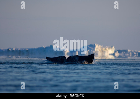 Baleine boréale Balaena mysticetus nage à travers une coupure dans la banquise de la mer de Chukchi Banque D'Images