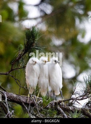 Aigrette neigeuse (Egretta thula) poussins piaillent ensemble pour la chaleur. Banque D'Images