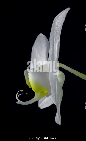 Orchidée Phalaenopsis blanche (espèce d'Orchidée) Banque D'Images