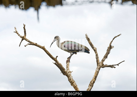 La faune sauvage Hadeda Ibis Bostrychia hagedash Direction générale de l'Afrique australe assis sur fond uni ciel long blanc de-panneaux bill w Banque D'Images