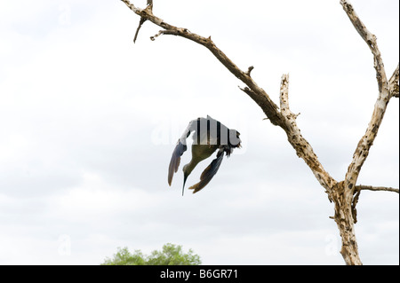 La faune sauvage Hadeda Ibis Bostrychia hagedash Direction générale de l'Afrique australe assis sur fond uni ciel long blanc de-panneaux bill w Banque D'Images