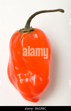 Piment Habanero Banque D'Images