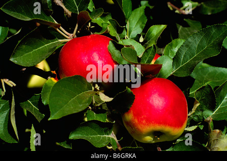 De plus en plus mûres pommes rouges sur Orchard Apple Tree Branch, au sud de l'Okanagan, en Colombie-Britannique, Colombie-Britannique, Canada - Fruits frais Banque D'Images