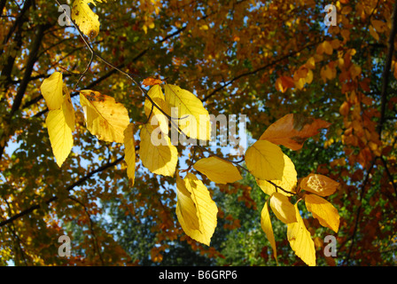 Détail hêtre avec sunlit autumn leaves Banque D'Images