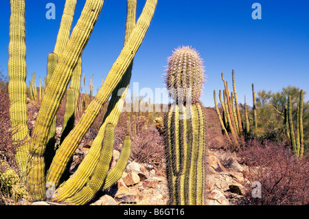 / Cactus cactus, cactus tuyau d'Organe National Monument, Arizona, AZ, États-Unis d'Amérique - sud-ouest des États-Unis, désert de Sonora Landscape Banque D'Images