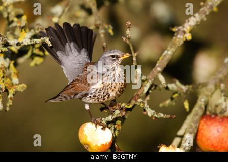 F Turdus Fieldfare sur les pommes d'hiver Norfolk Banque D'Images