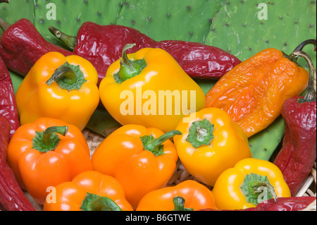 Poivrons rouges doux et Chiles Banque D'Images