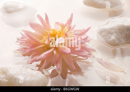 Dahlia rose flottant sur l'eau avec des roches High Key images prises avec Canon 1Ds Mark II, Canon 100mm macro lens Banque D'Images